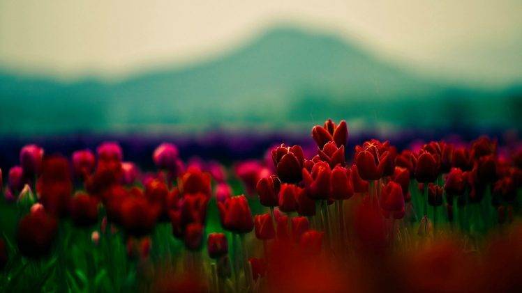 plants, Depth Of Field, Tulips, Flowers, Red Flowers HD Wallpaper Desktop Background