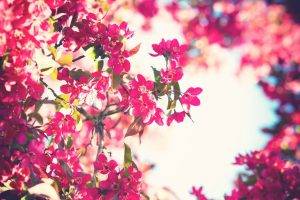 trees, Flowers, Sky, Filter, Pink Flowers, Bokeh