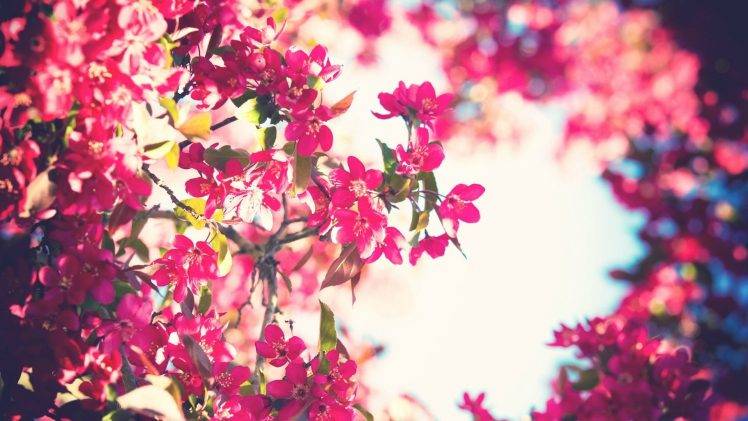 trees, Flowers, Sky, Filter, Pink Flowers, Bokeh HD Wallpaper Desktop Background