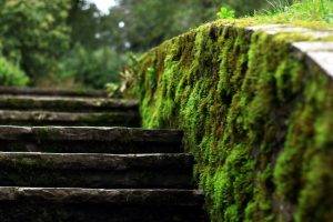 moss, Ladders, Blurred, Depth Of Field, Nature