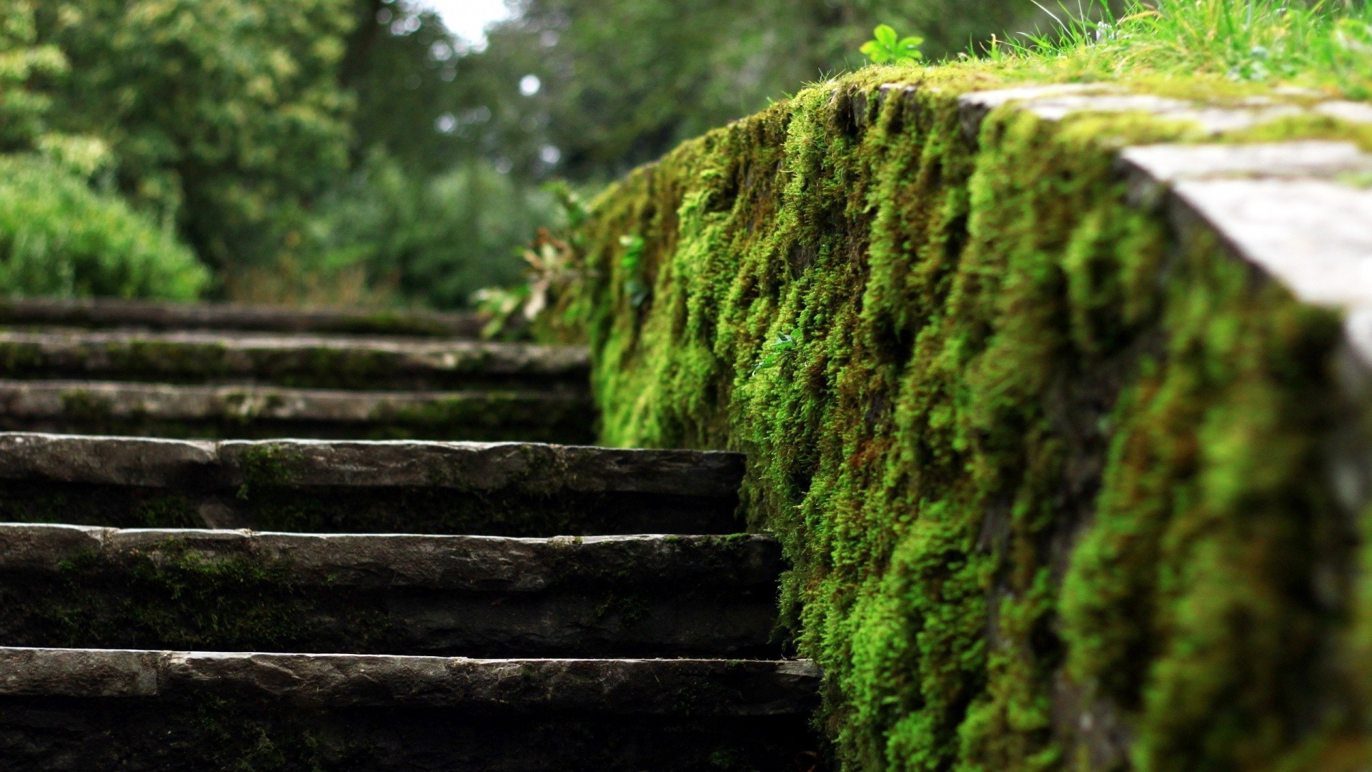 moss, Ladders, Blurred, Depth Of Field, Nature Wallpaper
