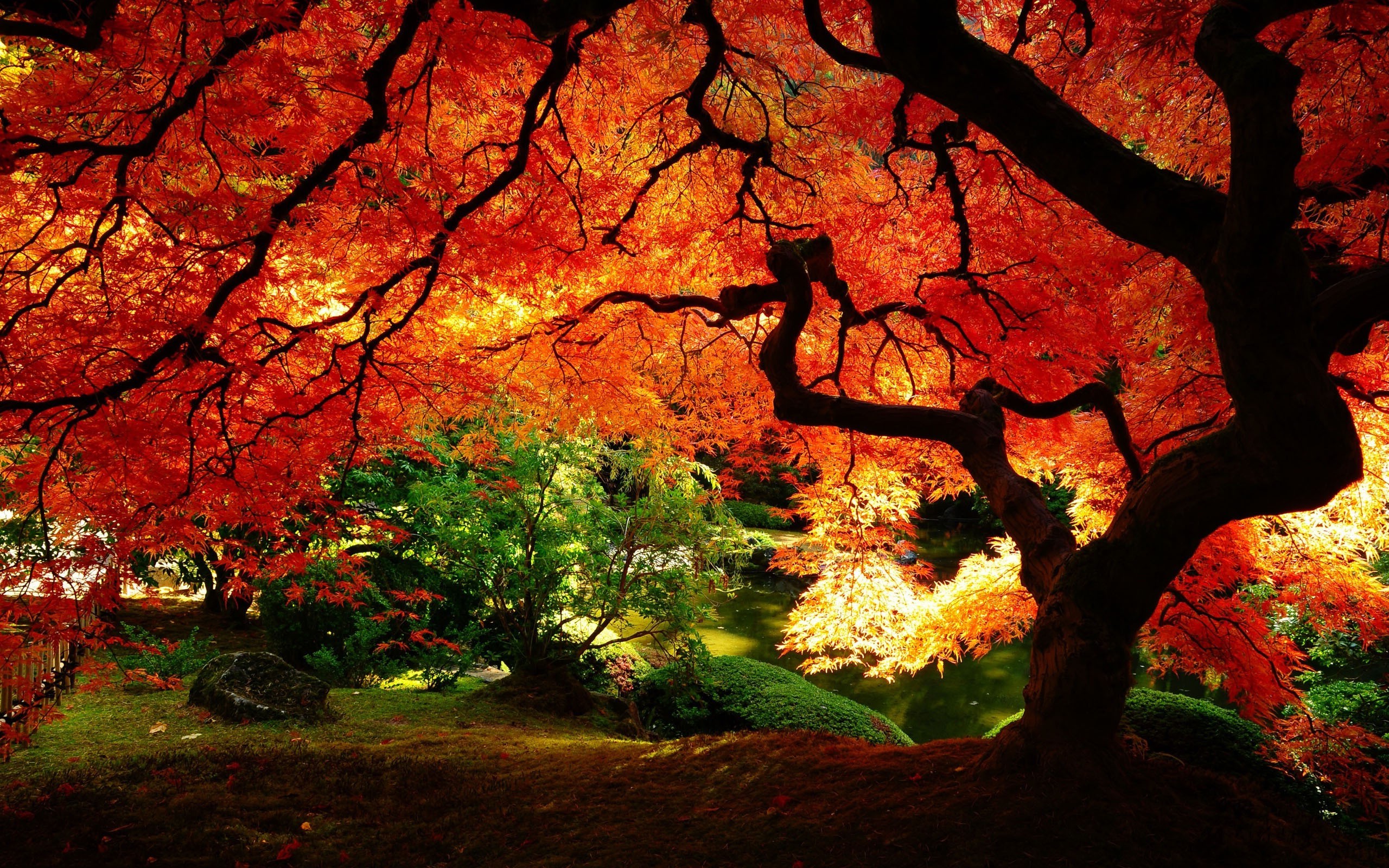 nature, Red Leaves, Red Wallpaper