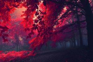 nature, Red Leaves, Mist, Red