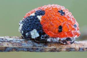 ladybugs, Nature