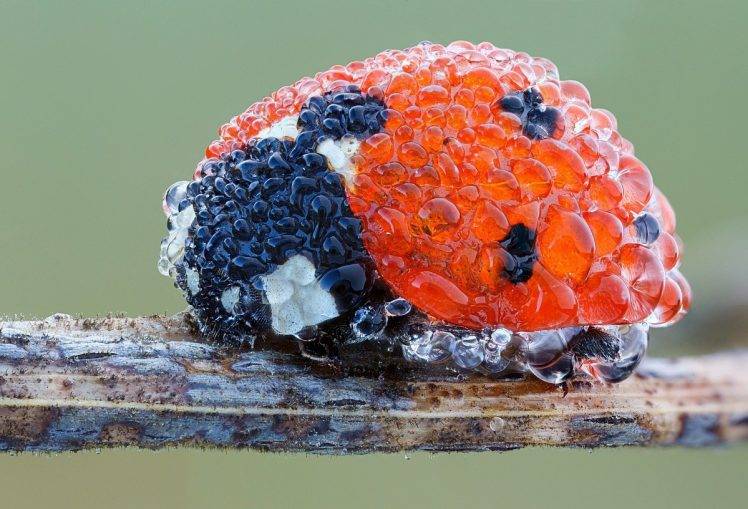 ladybugs, Nature HD Wallpaper Desktop Background