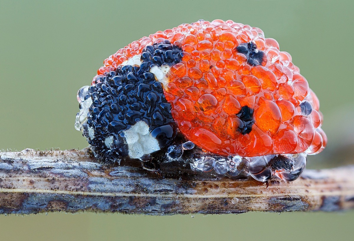ladybugs, Nature Wallpaper