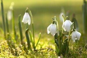 spring, Nature, Snowdrops, White Flowers