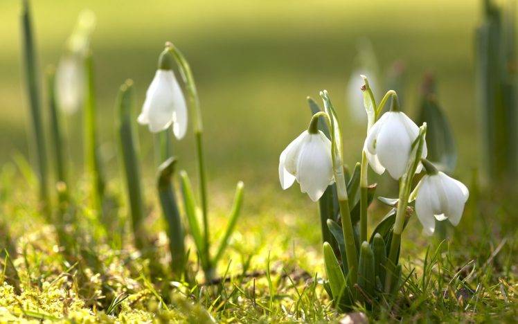 spring, Nature, Snowdrops, White Flowers HD Wallpaper Desktop Background