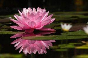 nature, Lotus Flowers