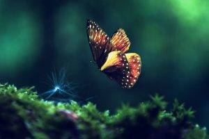 nature, Butterfly, Insect, Macro, Moss