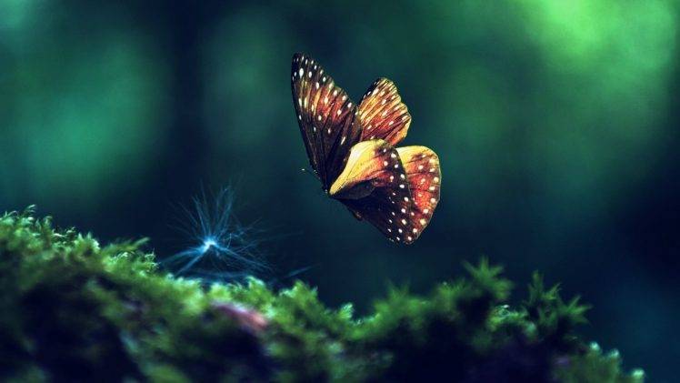 nature, Butterfly, Insect, Macro, Moss HD Wallpaper Desktop Background