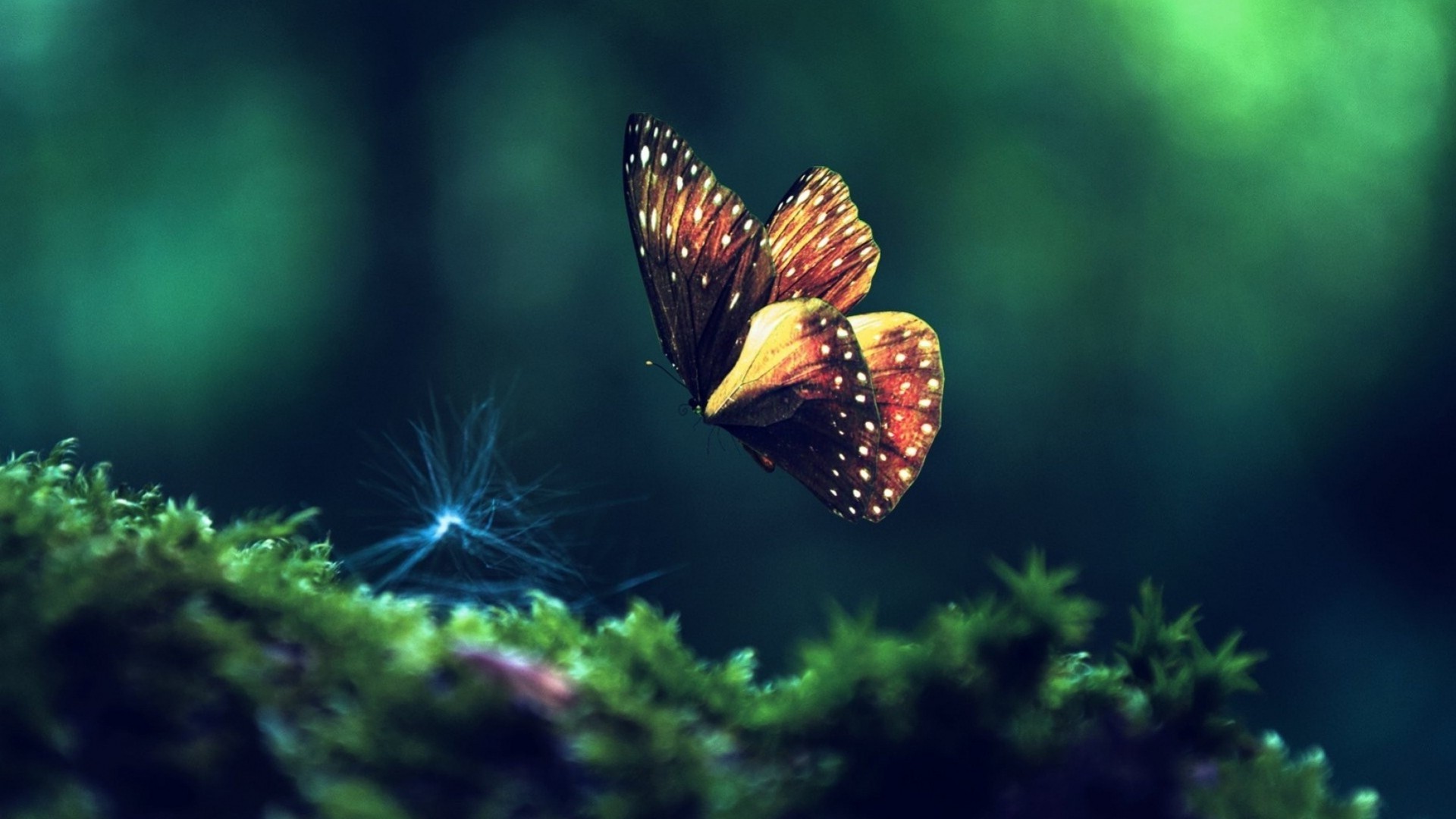 nature, Butterfly, Insect, Macro, Moss Wallpaper