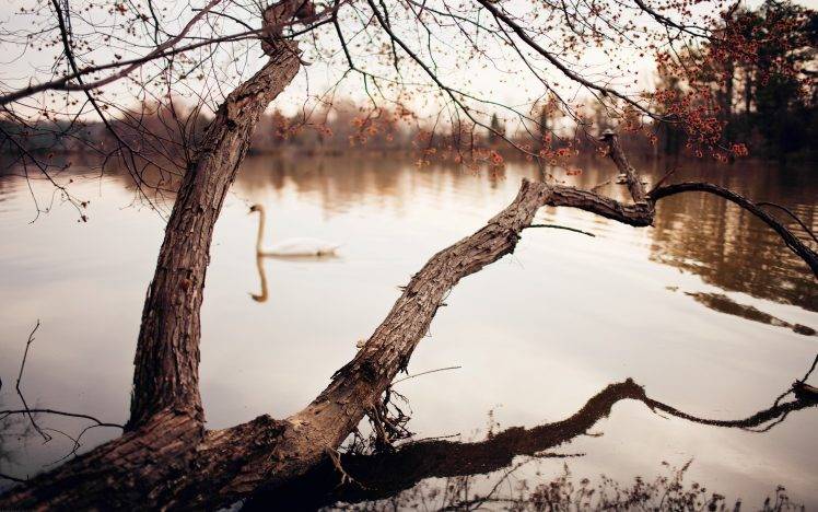 photography, River, Trees, Swans HD Wallpaper Desktop Background