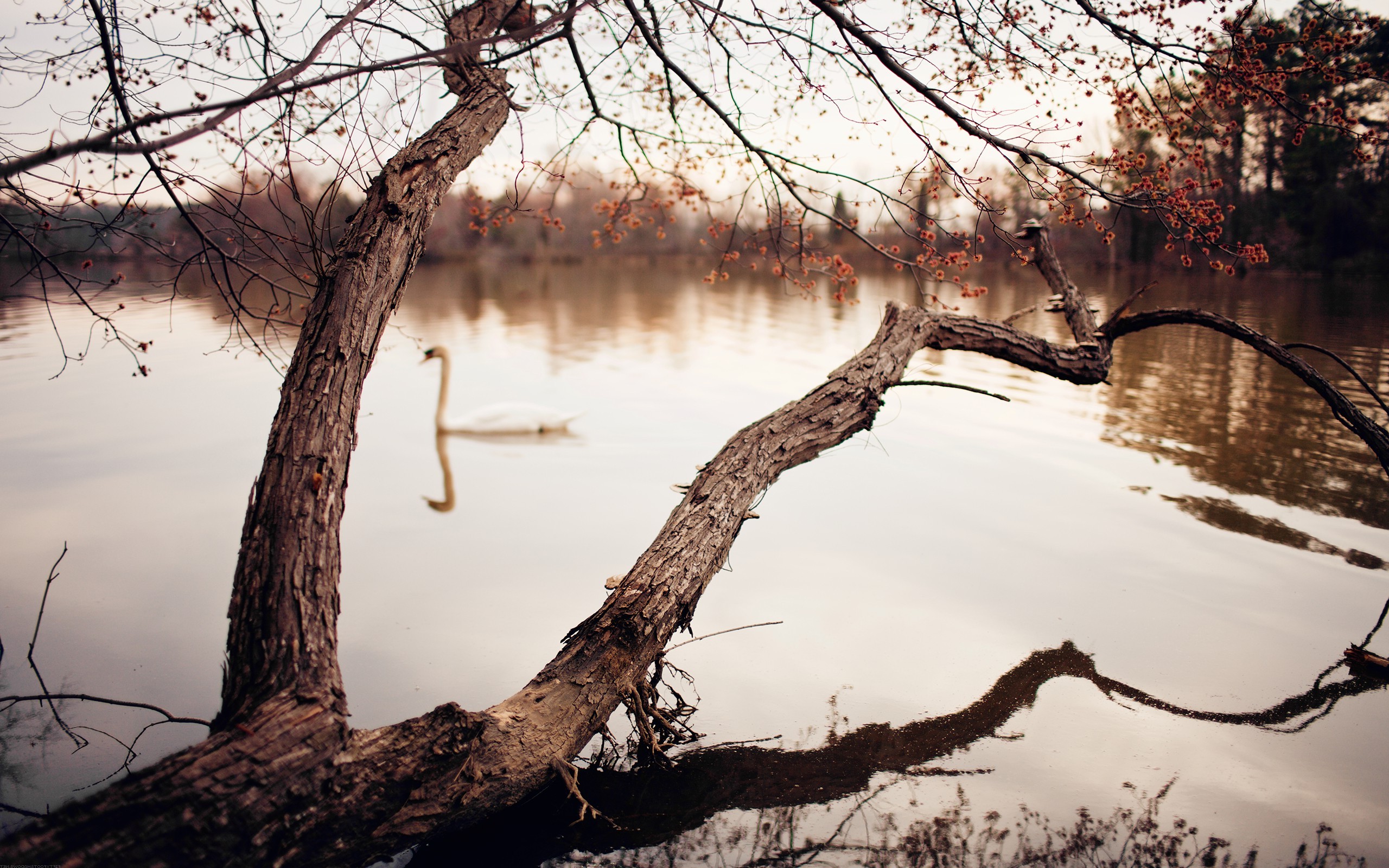 photography, River, Trees, Swans Wallpaper