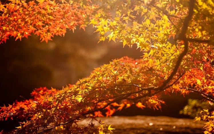 sunlight, Leaves, Photography, Nature, Fall, Blurred HD Wallpaper Desktop Background