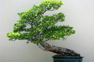 bonsai, Plants, Trees, Nature