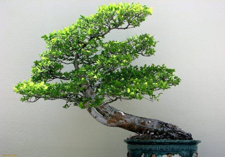 bonsai, Plants, Trees, Nature HD Wallpaper Desktop Background