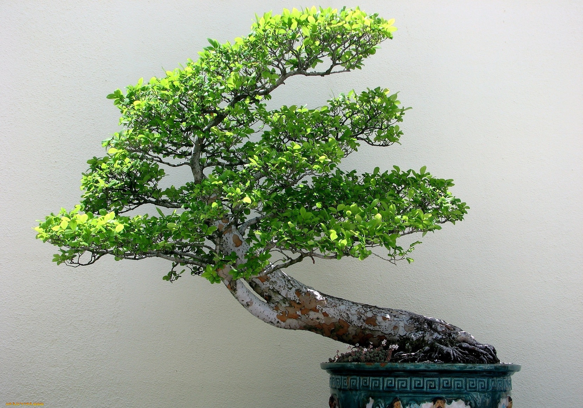 bonsai, Plants, Trees, Nature Wallpaper