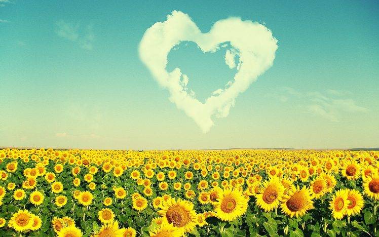 sunflowers, Clouds, Flowers, Nature HD Wallpaper Desktop Background