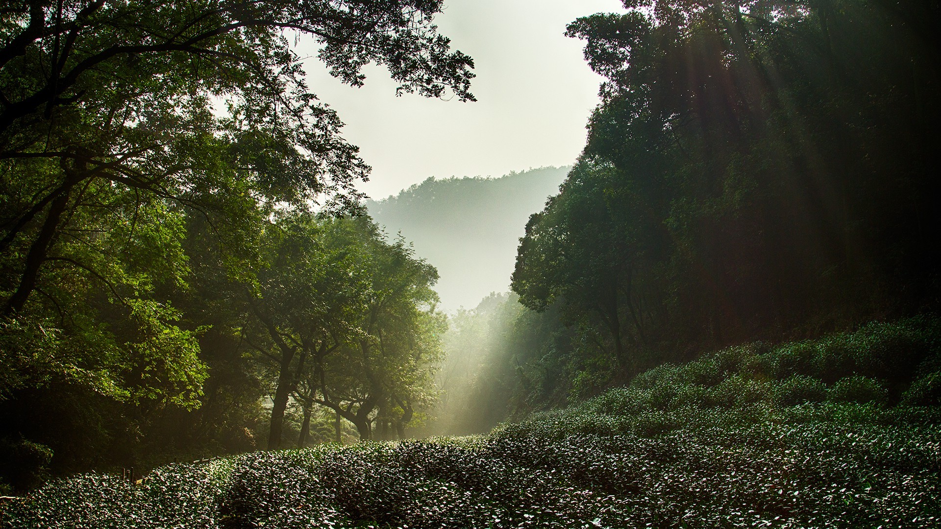 nature, China, Hangzhou, West Lake Wallpaper
