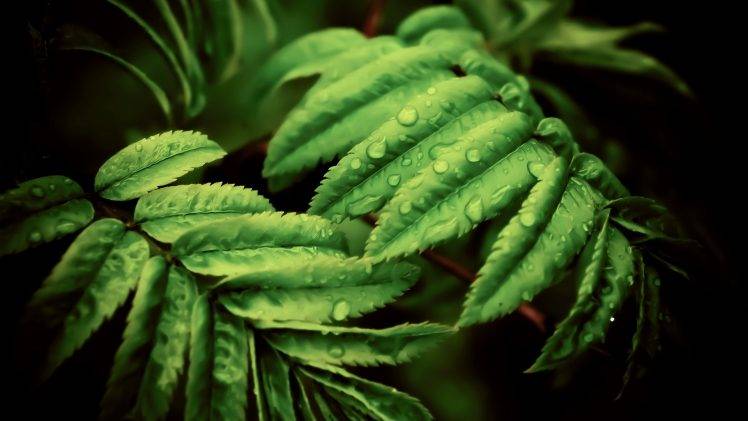 leaves, Ferns, Macro, Water Drops, Nature, Plants HD Wallpaper Desktop Background