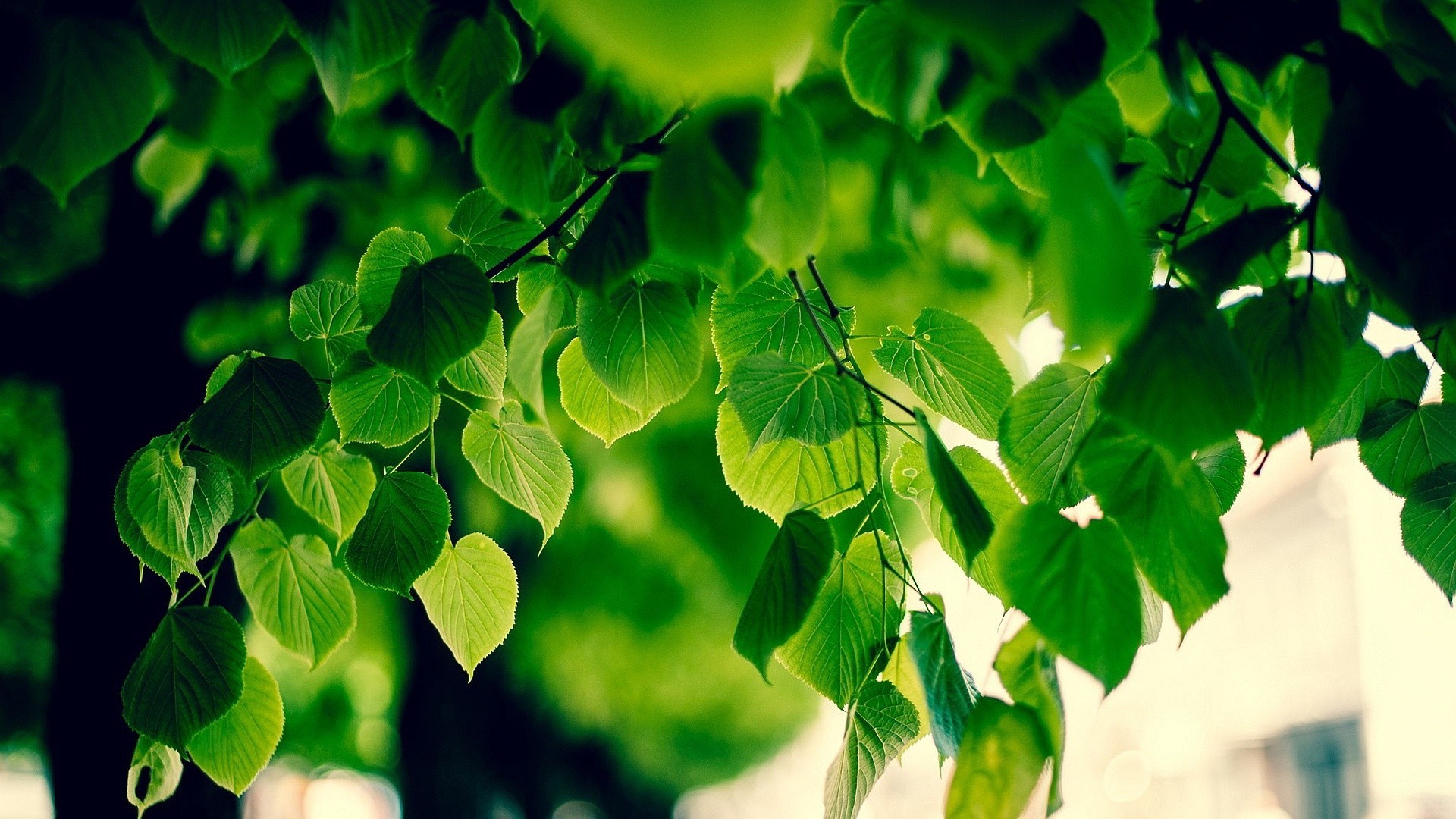 foliage, Macro, Blurred, Bokeh, Sunlight, Green, Nature, Branch, Trees Wallpaper