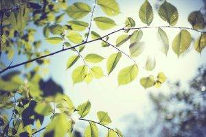 foliage, Leaves, Sunlight, Blurred, Bokeh, Macro, Nature, Branch, Trees