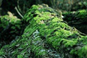 moss, Forest, Dead Trees, Nature, Blurred, Life