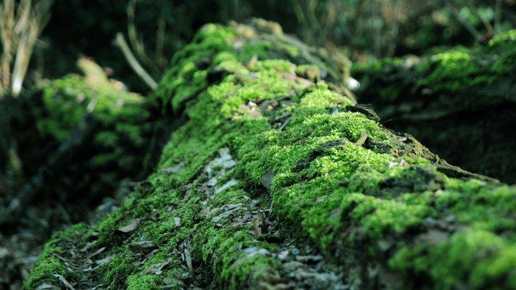 moss, Forest, Dead Trees, Nature, Blurred, Life HD Wallpaper Desktop Background