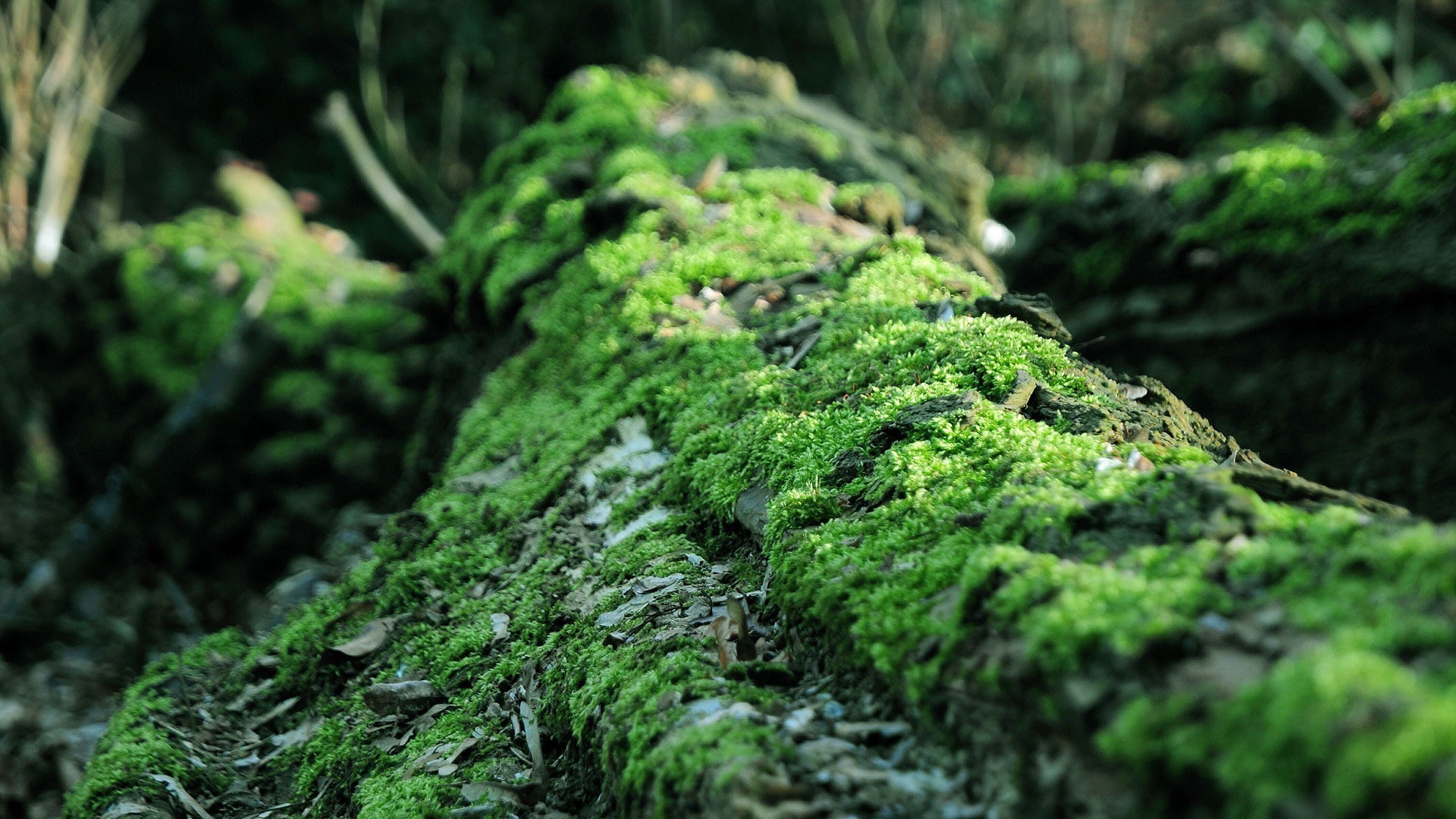 moss, Forest, Dead Trees, Nature, Blurred, Life Wallpaper