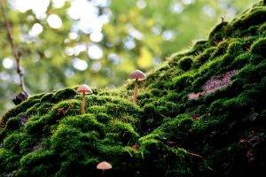 moss, Forest, Bokeh, Macro, Nature, Mushroom, Depth Of Field