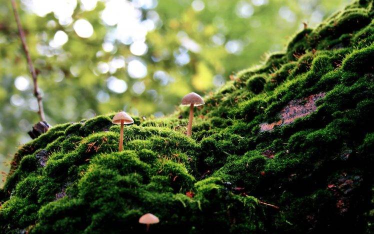 moss, Forest, Bokeh, Macro, Nature, Mushroom, Depth Of Field HD Wallpaper Desktop Background