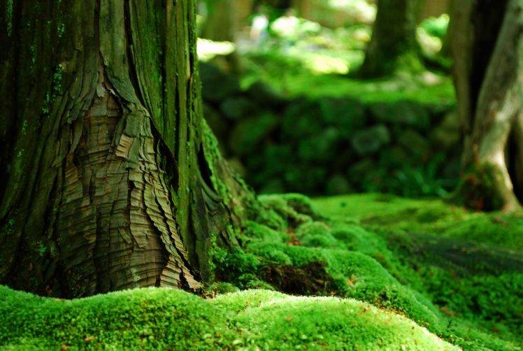 forest, Moss, Trees, Bokeh, Nature, Green, Depth Of Field HD Wallpaper Desktop Background