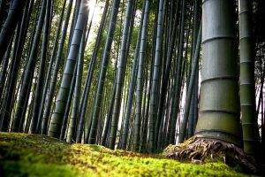 nature, Trees, Bamboo, Forest