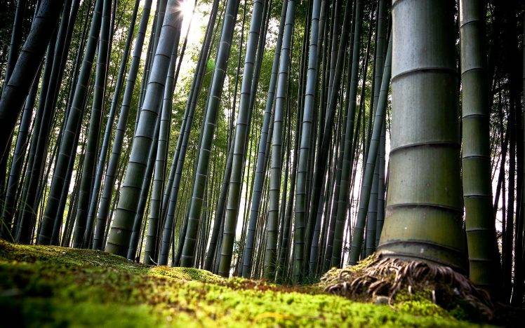 nature, Trees, Bamboo, Forest HD Wallpaper Desktop Background