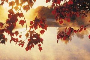 leaves, Sunlight, Lake, Calm
