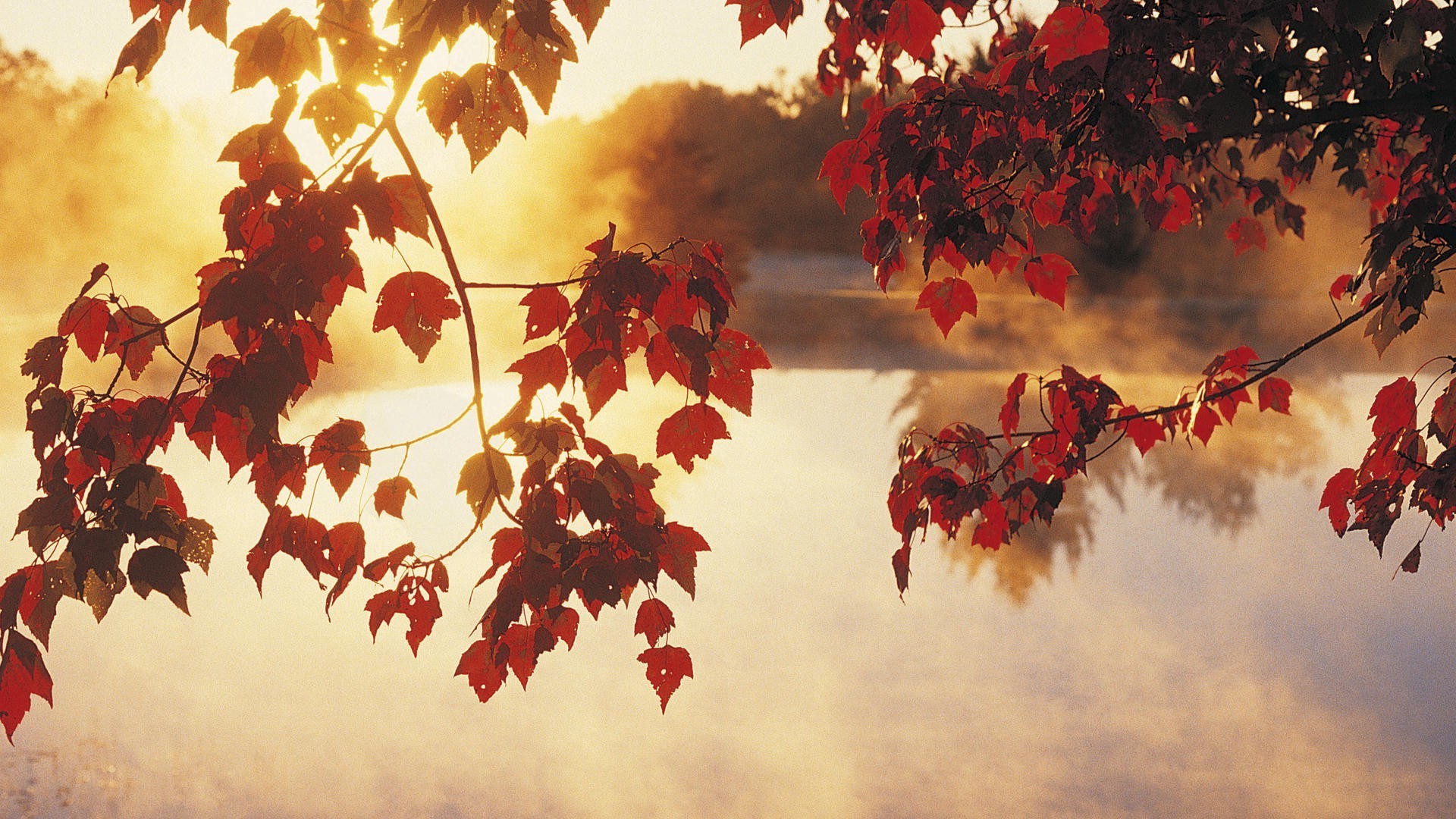 leaves, Sunlight, Lake, Calm Wallpaper