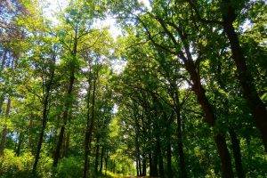 nature, Forest, Park, Green, Serbia