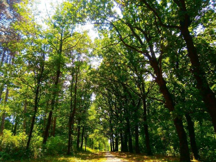 nature, Forest, Park, Green, Serbia HD Wallpaper Desktop Background