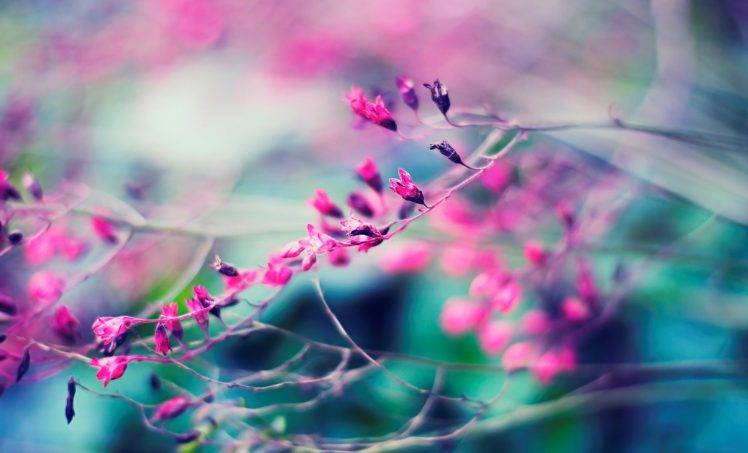 nature, Twigs, Depth Of Field, Branch, Plants, Macro, Purple HD Wallpaper Desktop Background