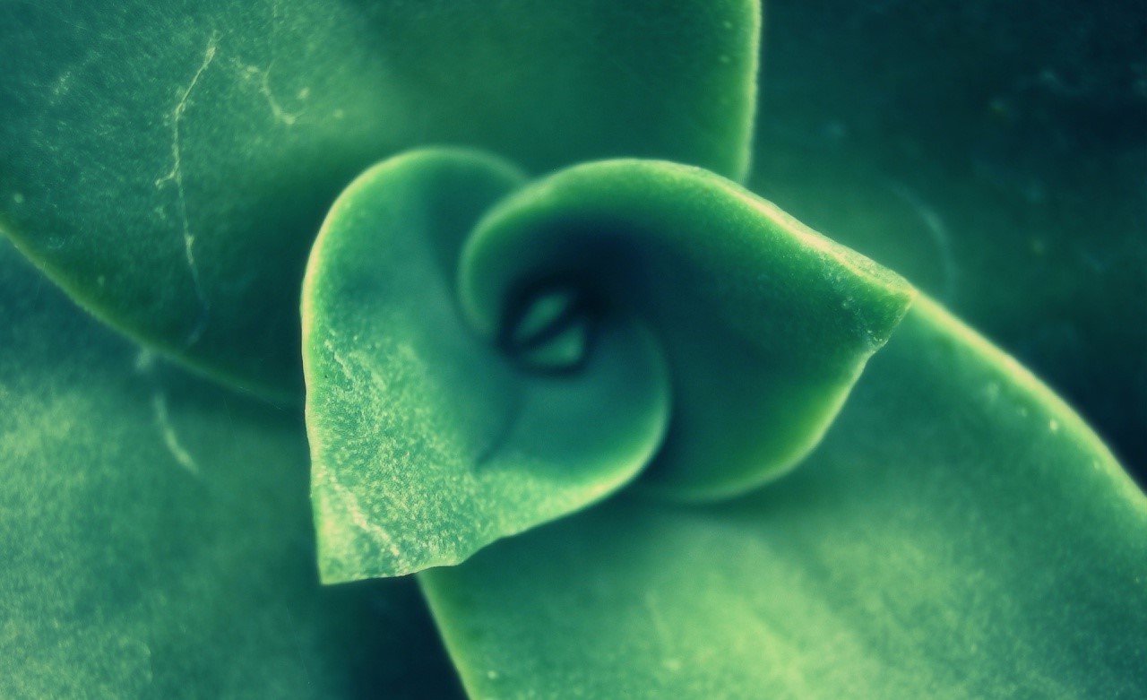 nature, Plants Wallpaper