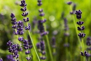 lavender, Purple Flowers, Depth Of Field