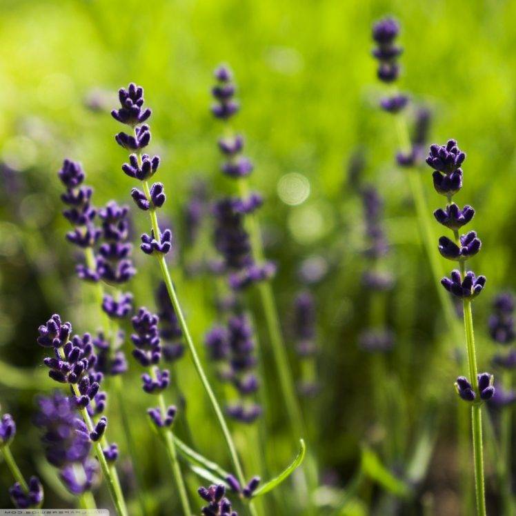 lavender, Purple Flowers, Depth Of Field HD Wallpaper Desktop Background