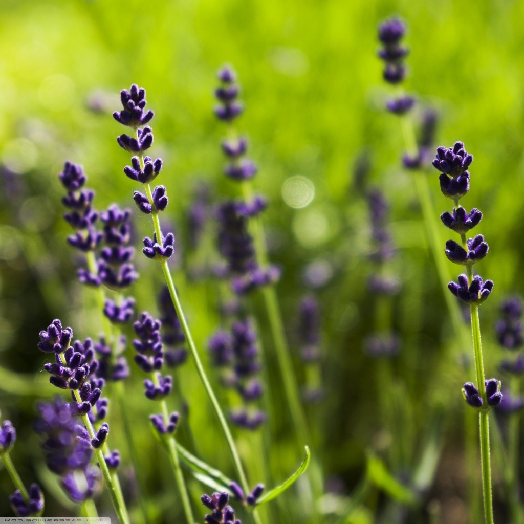 lavender, Purple Flowers, Depth Of Field Wallpaper