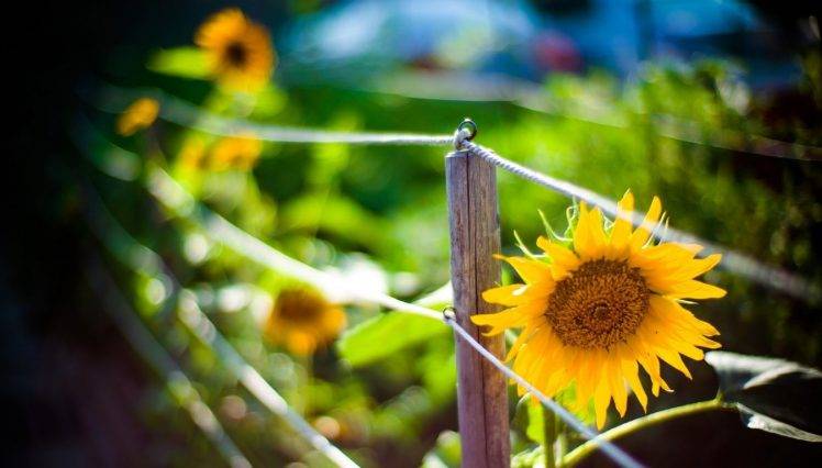 sunflowers, Vignette, Fence, Bokeh HD Wallpaper Desktop Background
