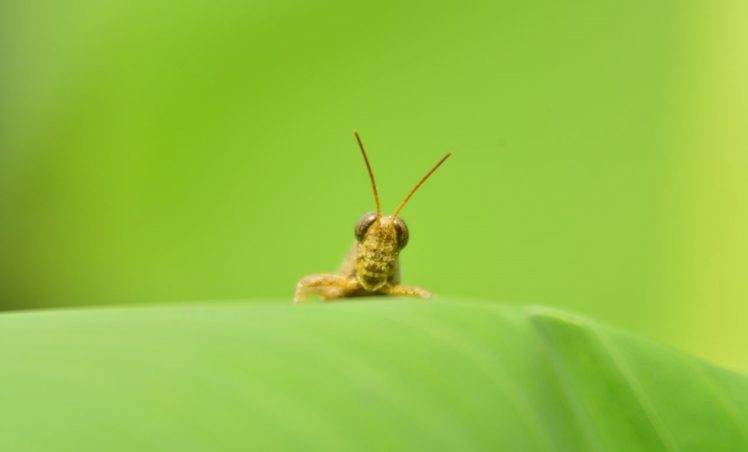 insect, Green, Nature HD Wallpaper Desktop Background