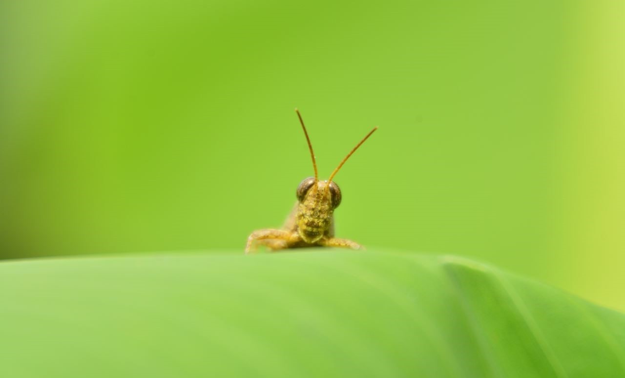 insect, Green, Nature Wallpaper