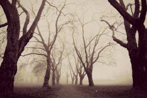 nature, Trees, Forest, Winter, Morning, Path, Bench, Branch, Mist, Sepia, Park