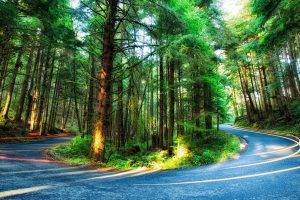 nature, Trees, Forest, Oregon, USA, Road, Light Trails, Branch, Plants, HDR, Pine Trees, Moss, Long Exposure, Sunlight, Colorful