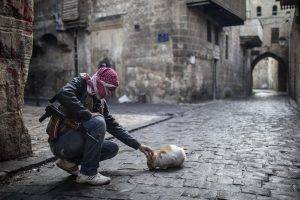 war, Cat, Street, Gun, Aleppo, Syria